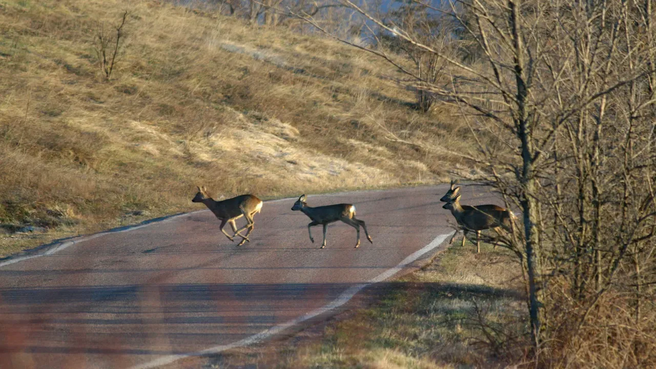 Warnschild Wildwechsel an einer Landstraße im Landkreis Roth